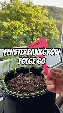 Topping bei Autoflower 🫣 Fensterbankgrow Folge 60 🪴☀️