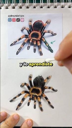 How to draw a tarantula ✏️ #drawing #art #tutorial #drawing #art