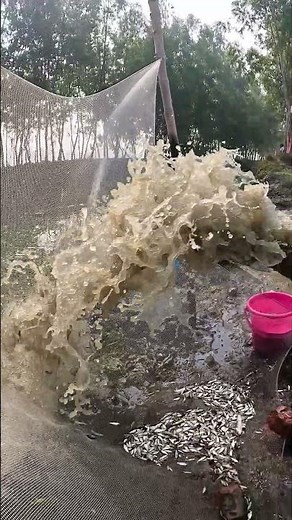 Amazing Fish Catching Technique: The Most Satisfying Harvest! 🐟 #fishing #fish #netfishing