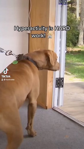 Dog training is hard work, sure. But so is hyperactivity. At least with the dog training, you’re making progress and it’s gets easier and easier as you go! Our online courses cover EVERYTHING you need to know to solve hyperactivity, and teach that beautiful, exuberant, boisterous dog of yours how to be RELAX, calm down and be easy to have around. Life with your dog is much more relaxing when you don’t need to worry about them jumping up all over everyone, straining on the lead or never settling 