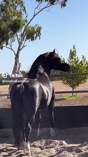 #stallion #blackstallion #londonparkstud #welsh