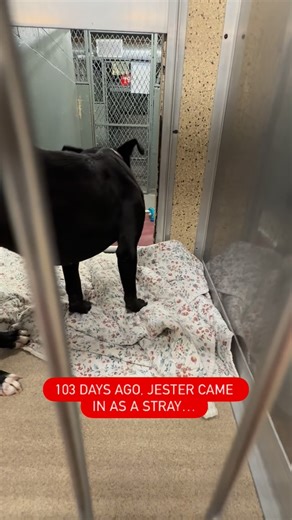 Melia & Friends! 🌺 | Jester came in 103 days ago as a thin, terrified stray wearing a big, worn leather collar — but once he realized he was safe, he blossomed... | Instagram