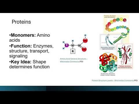 Biomolecules Explained: Carbohydrates, Lipids, Proteins & Nucleic Acids AP & IB Biology Exam Review