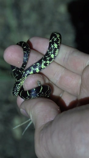Baby King Snake Crossing the Road!