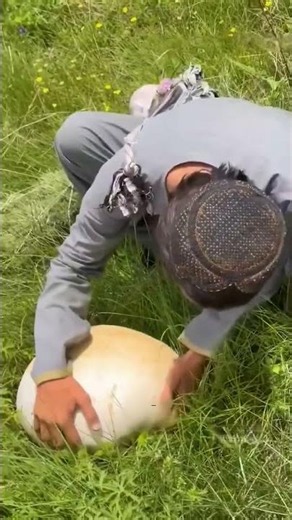 Unveiling the Mysteries of Giant Puffball Mushrooms!