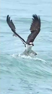 How Eagles Capture Fish in the Deep Ocean: A Thrilling Hunt | Precise angle with Deep Focus