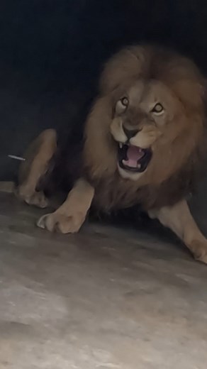 Vet Visits Icarus the LION to cut ingrowing claws and take bloods. This video is exclusively for subscribers. Click here to watch - https://www.facebook.com/LionWhispererSA/subscribe/ | Kevin Richardson