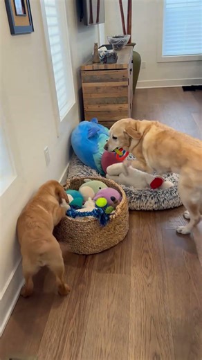 I got my dog a puppy for his birthday!