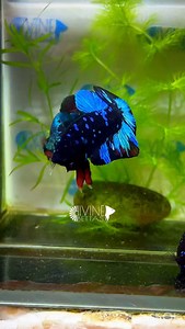 Black Galaxy betta - Avatar Betta pair... | Divine Bettas