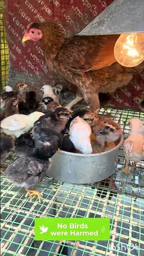 Chick Safety Setup 🐥 | Tarpaulin Partition for Better Brooding Management