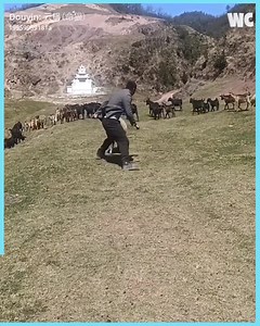 193K views · 2.3K reactions | Who Wins? Man vs Sheep Showdown  | Animal Lovers | Facebook