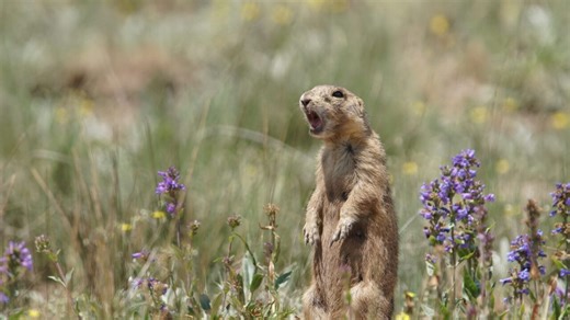 La dynastie des chiens de prairie Un véritable courage - Documentaire (2018)