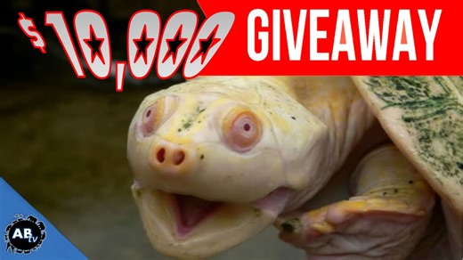 $10,000 Turtle Giveaway! Supporting Conservation Efforts