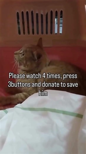 His tiny body won’t stop shaking… and we’re running out of time.We rescued Lenny