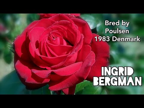 INGRID BERGMANN ROSE plant by Poulsen 1983 Denmark バラ イングリッド バーグマン