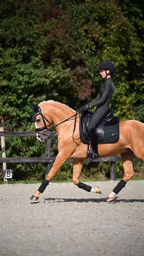 Is Hunter Green the new Black? This colour matches every horse! #pony #dressage #equestrian | Maximilian Equestrian