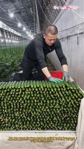 How to Stack Cucumbers for Transport! 🥒🚚