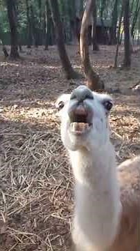 Grumpy Llama Spits at Person - 1080053