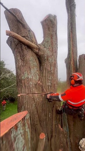 Macrocarpa part 2 another angle of the cut #arborist #treeclimbing #tree #shorts #subscribe TYJ✝️