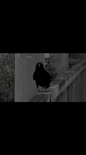 ترند الغراب: فيديوهات ومقاطع رياكشن جديدة