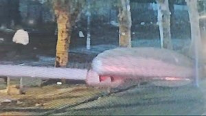 12M views · 188K reactions | Robbery Quarts street. 2 suspects arrested by Bad Boyz Team- | Bad Boyz Group Joburg | Facebook