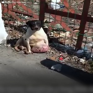 535K views · 10K reactions | She was bred over and over. All to earn...