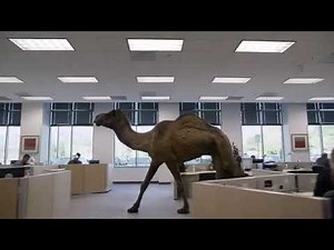Camel commercial