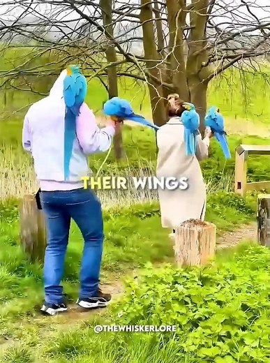 From Rescue to Flight: Baby Parrots’ Journey 🦜#AnimalRescue #ParrotLove