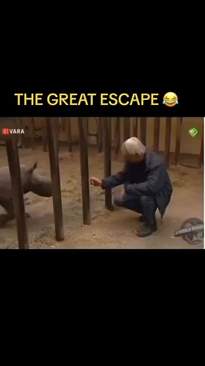 The great escape 😂 #greatescape #reporter #animals #snowfal #animalsoftiktok #tiktoknews #thegreatescape #gettingout #youlearn #trap #foundawayout