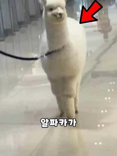 알파카가 공항과 백화점에 나타난 이유