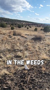21K views · 897 reactions | Old U.S. Highway 66 Covered in Weeds just Outside of Seligman Arizona. History of Route 66 | Route 66 Road Relics | Facebook