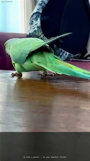 You Won't BELIEVE These Smart Parrots! 🧠🦜😂