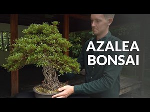 Azalea Bonsai care