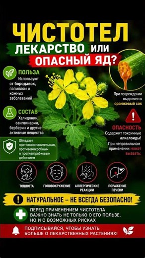🌿 Celandine: Medicine or Dangerous Poison?