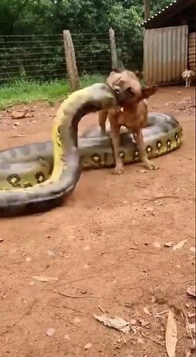 Deadly Clash: Dog vs Anaconda🐍⚔️🐕
