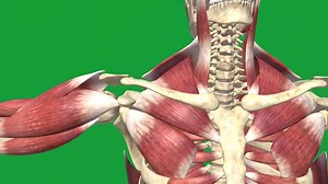 Download Detailed Animation of Human Shoulder Muscles and Bones on Green Screen for Medical Education for free