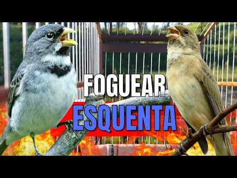COLEIRO TUÍ-TUÍ COM FÊMEA CHAMANDO PARA ESQUENTAR COLEIRO FRIO E ENCARTE DE COLEIRO TUI TUI