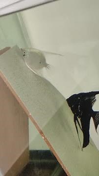 Angel Fish Laying Eggs on a Tile