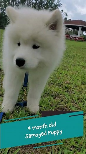 Adorable Samoyed Puppy Walking - Bolt