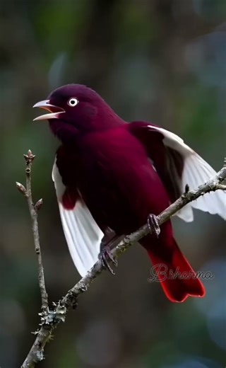 Pompadour Cotinga (Xipholena punicea) #reelsvideo #birds #amazingbird