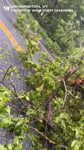 Pro tip: If a tree is blocking the road… maybe don’t try to drive through it... 🌩️📷 | WeatherNation