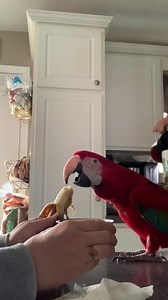 281K views · 8.2K reactions | This is Ruby. Ruby is my new(ish) bird....