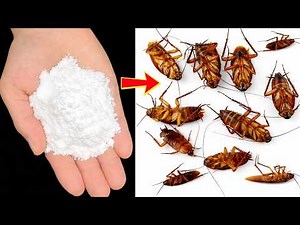 Get Rid of Cockroaches Without Pesticides — No Survivors! | Top DIY