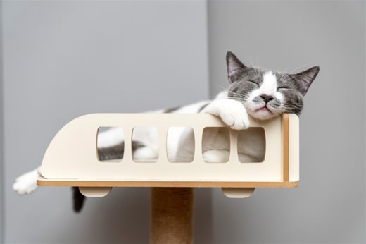 Adopted Cat Is Unsure About How to Sit On the Cat Tree and It’s Cracking Everybody Up