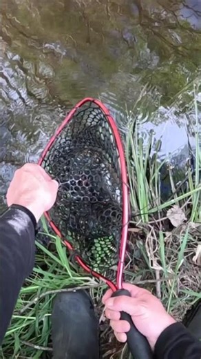 Catch & release Monster Freshwater Crayfish