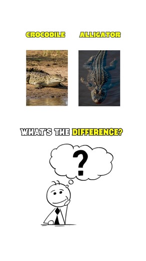 Frog vs. Toad | Crocodile vs. Alligator | Turtle vs. Tortoise Explained! 🐸🐊🐢