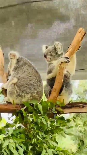 Windy day #koala#australiananimals #queensland#australiadiaries #travelblogger#viralvideo