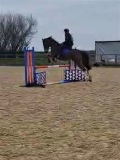 joey airlines ✈️✈️✈️ he jumped amazing today in our lesson easily popping round a 1m course cant wait for our second 1m this weekend and hopefully I dont fall off again 🤣🤣🤞🤞#equestrian #horses #Joher #jumping #1m