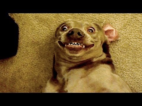 🤣 Funniest 🐶 Dogs and 😻 Cats - Awesome Funny Pet Animals' Life Videos 😇