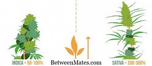 Différence entre EBCDIC et ASCII Différence entre - Autres 2025